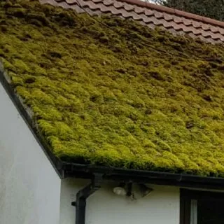 roof cleaning 